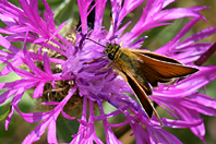 Ochlodes sylvanus